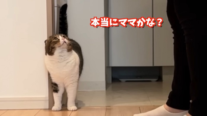 見上げる猫