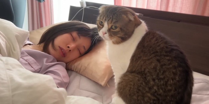 カメラ目線の猫