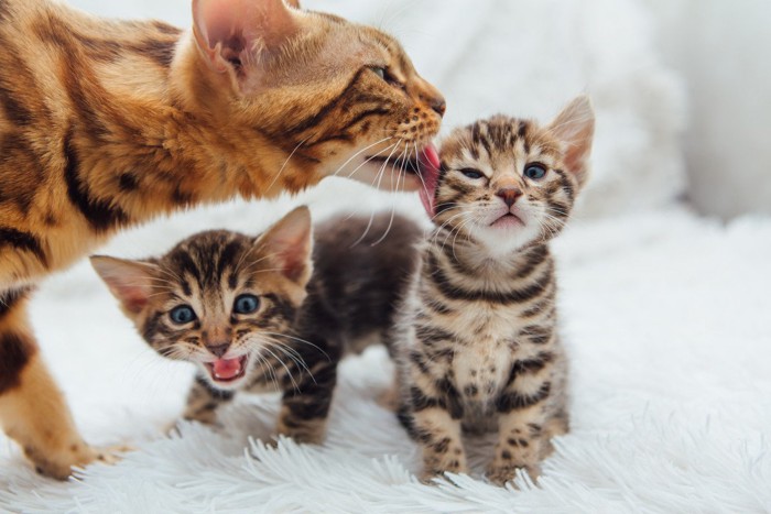 子猫を舐める母猫