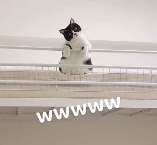 首を傾げる猫