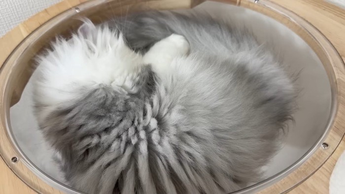 眠るしろがね丸くん