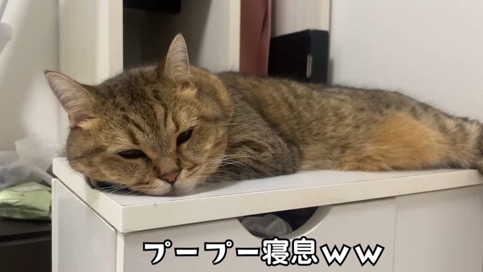 プープー寝息