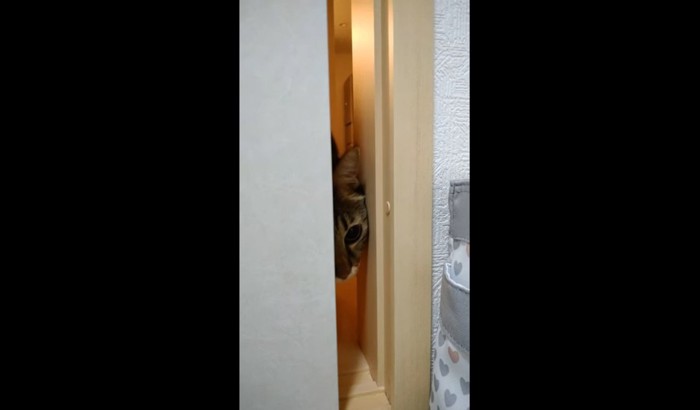 ふすまのすき間から覗く猫