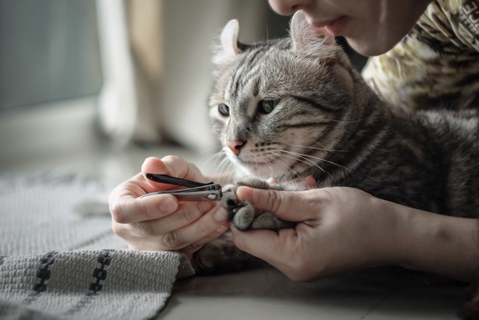 爪切りされる猫