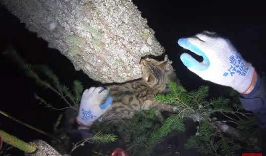 カリーと距離を縮めます