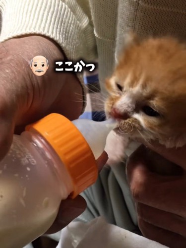 哺乳瓶でミルクを飲む子猫