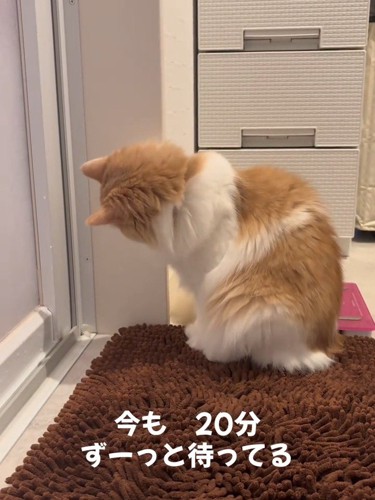 下を向く猫