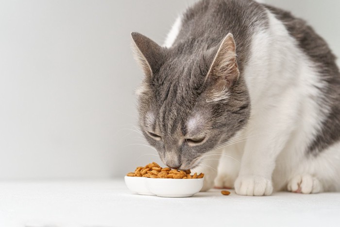 ごはんを食べる猫