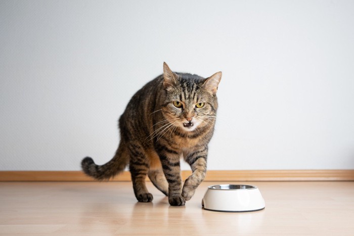 食器の前を歩く猫