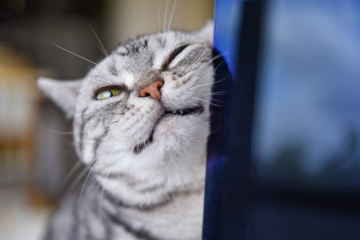 パソコンにスリスリする猫