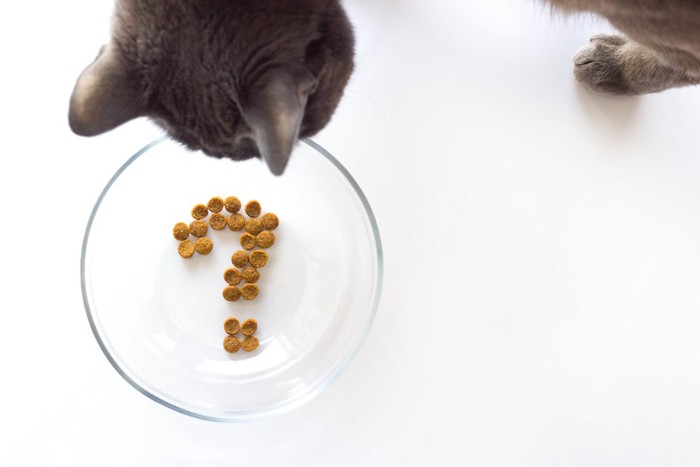 キャットフードで作ったクエスションマークを見る猫