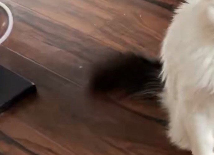 猫の黒いしっぽ