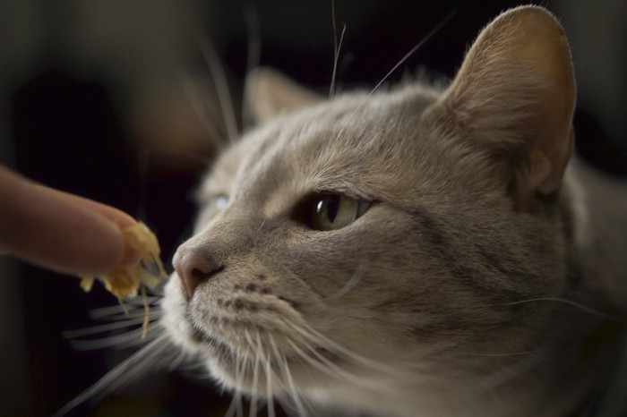 鰹節を見つめる猫