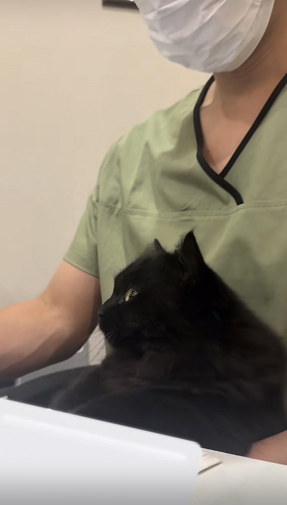 仕事中の飼い主の足の上に乗るミックス猫