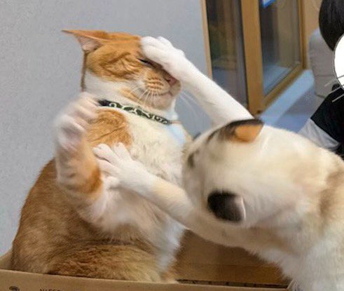 茶色い猫にパンチする三毛猫