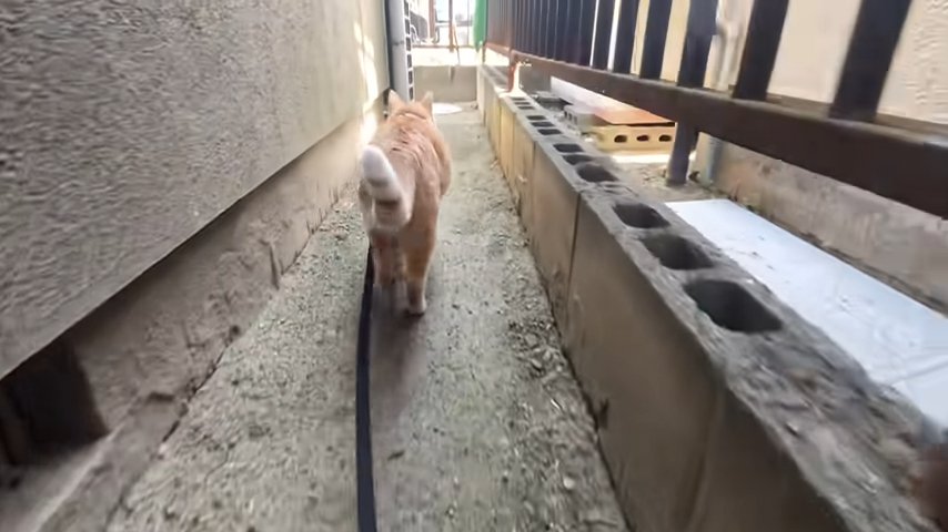 家の敷地を見回る猫