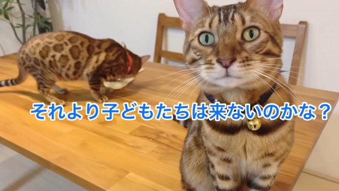 ケーキを食べる猫とお座りする猫