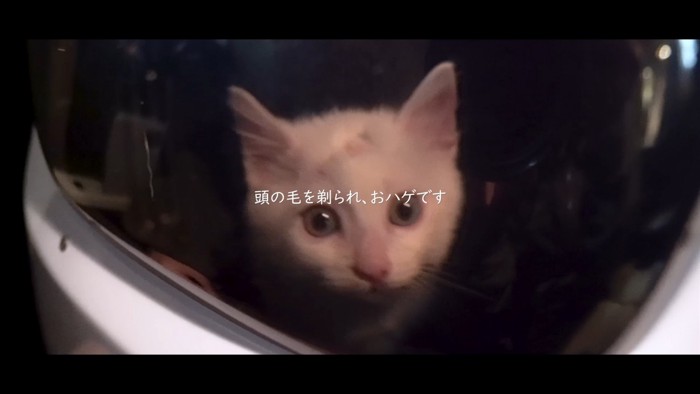 キャリーの中の子猫