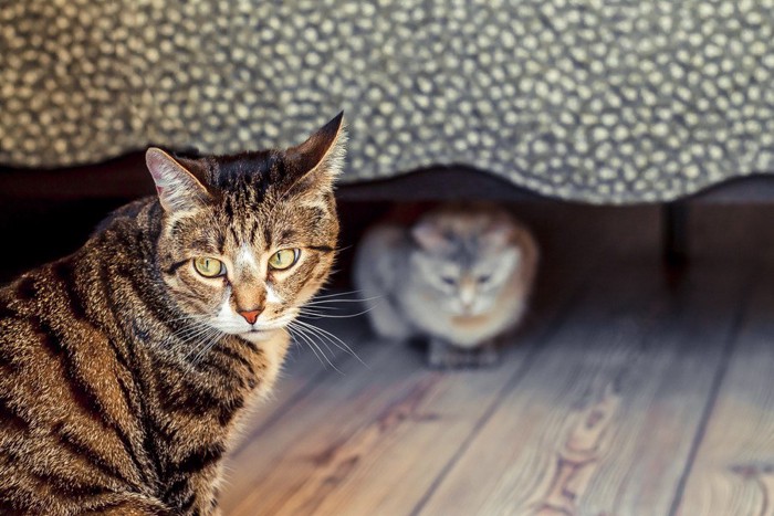 不満そうな猫とベッドの下にいる猫