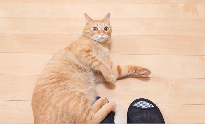 飼い主を見つめる猫
