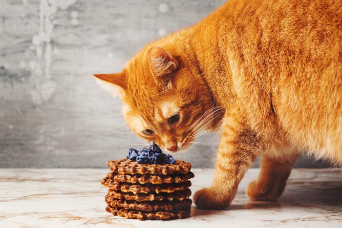 放置されたチョコクッキーと猫