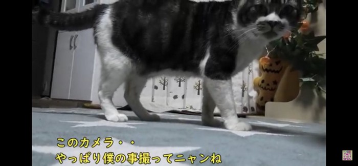 カメラを見る猫