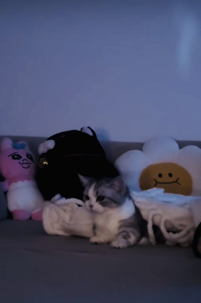 ソファで起きあがろうとするミヌエット