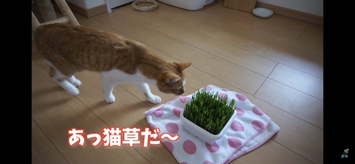 猫草