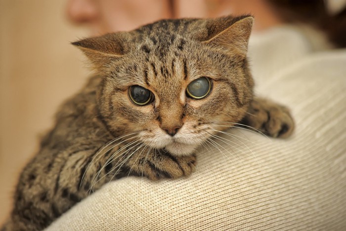 飼い主さんに抱っこされるシニア猫