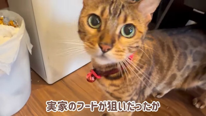 見上げる猫