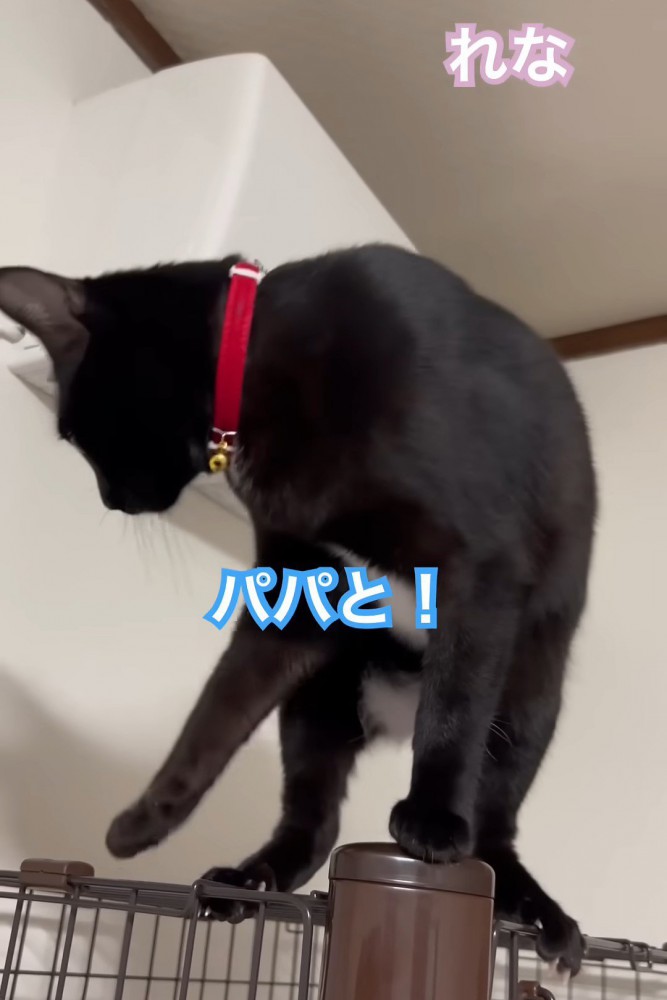 後ろを向く猫