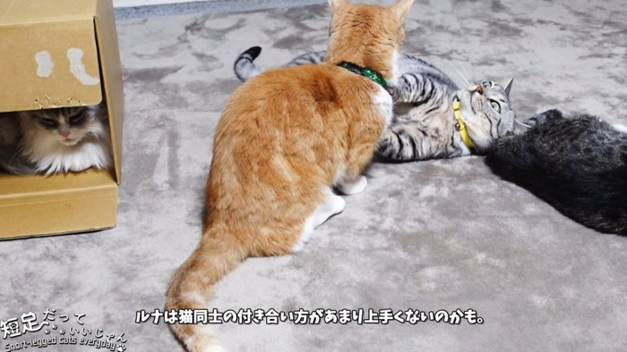 茶白猫の背中と仰向けの猫