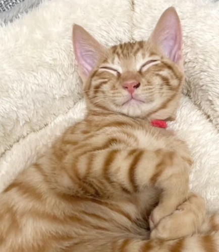 得意げな顔で眠る猫
