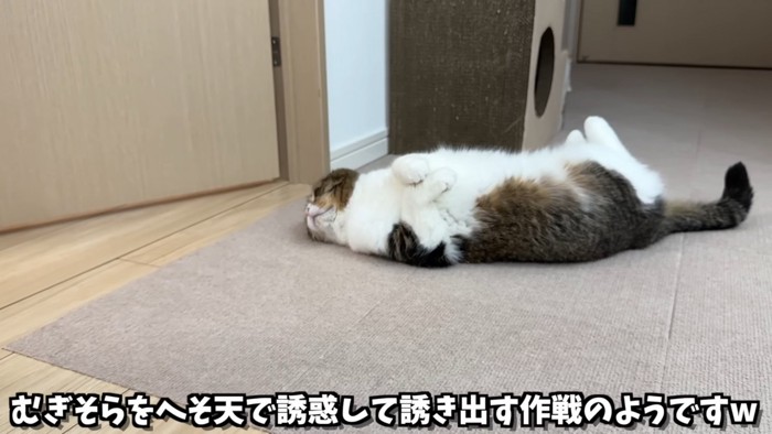 ヘソ天の猫