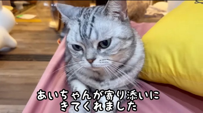 寄り添う猫