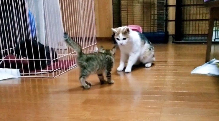 三毛猫と向き合う子猫