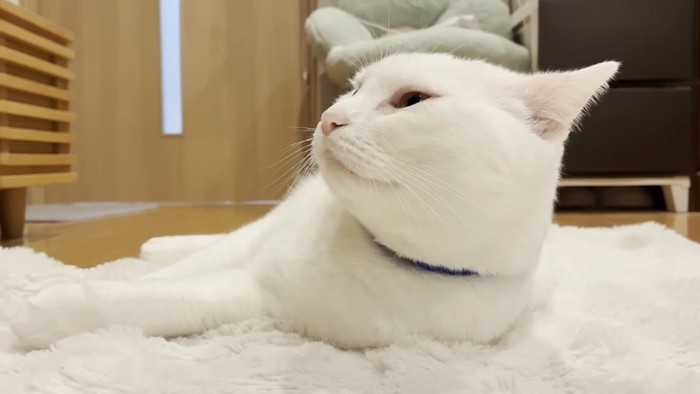 ラグの上