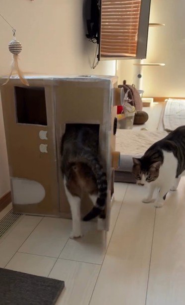 段ボールハウスの中に入ろうとしている猫とそれを見ている猫