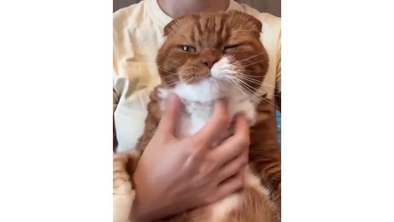 抱かれている猫