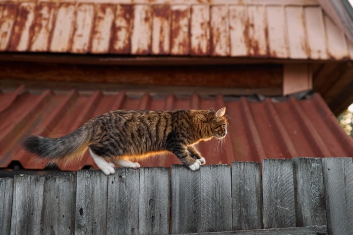塀の上を歩く猫