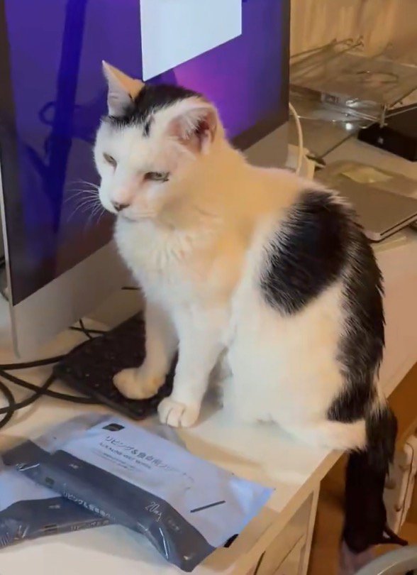 キーボードの上に前足を乗せる猫