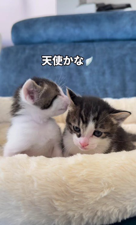 2匹の子猫