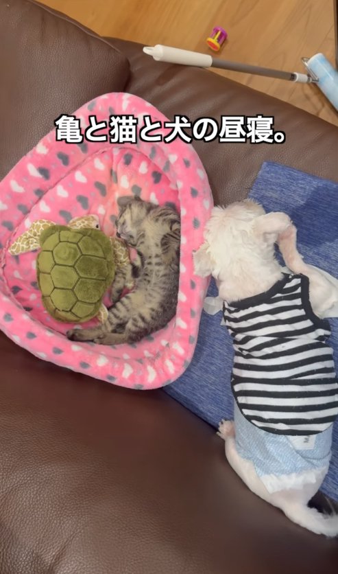 お昼寝をする子猫と犬