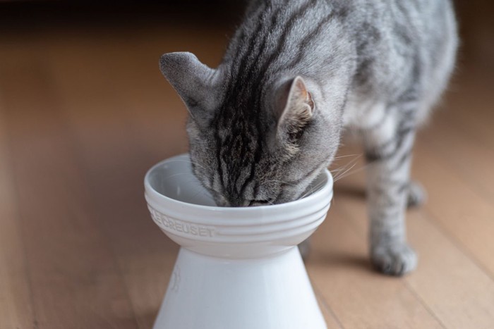 ドライフードを食べる猫