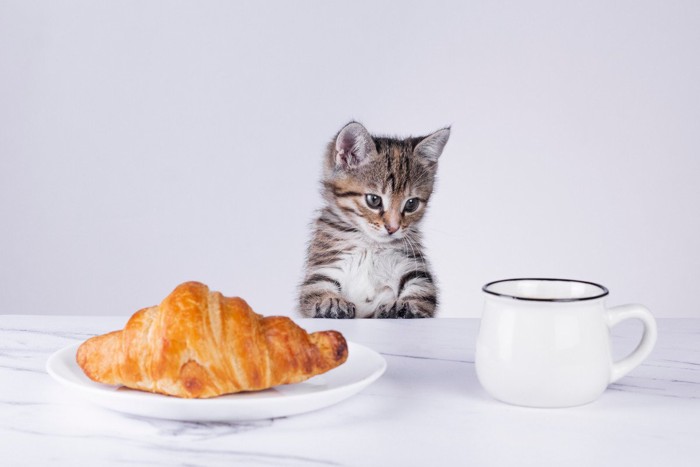 クロワッサンと子猫