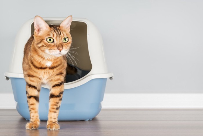 カバーつきのトイレから顔を出す猫