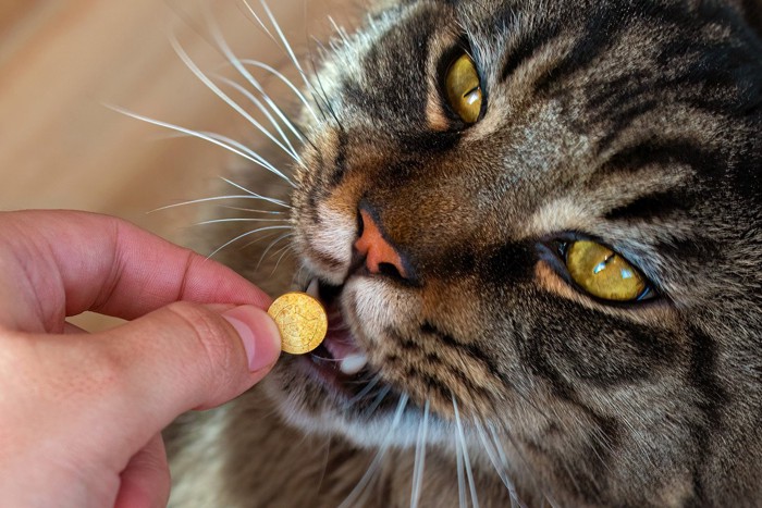 薬を飲む猫