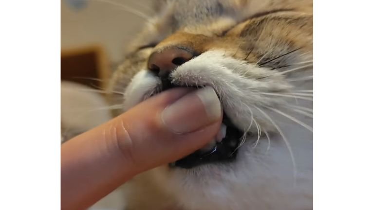 指をしゃぶる猫