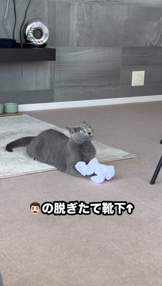 靴下を手で持つ猫