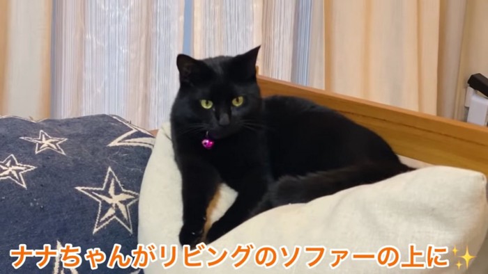 クッションの上にいる猫